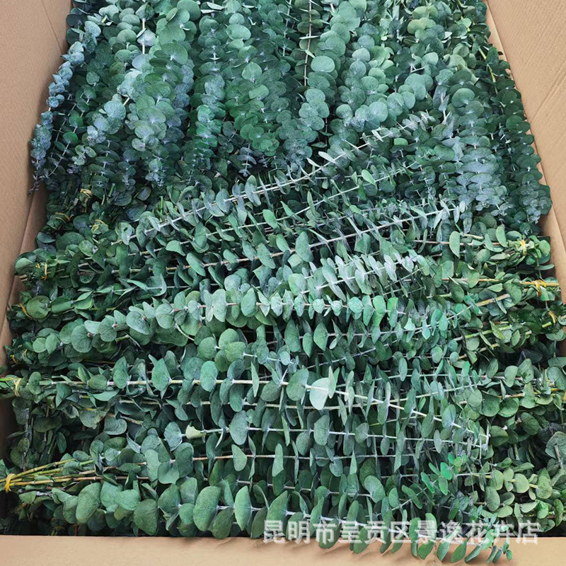 Immortalized eucalyptus leaves copper money eucalyptus immortalized eucalyptus leaves wholesale leaves green leaves small leaves eucalyptus 10/Bunch