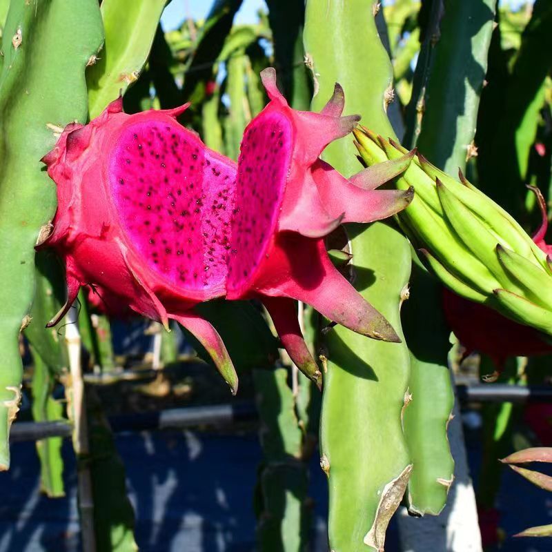 Jindu No. 1 Red Dragon Fruit Whole Box Seasonal Freshly Picked Red Flesh Treasure Fresh Fruit Free Shipping Wholesale