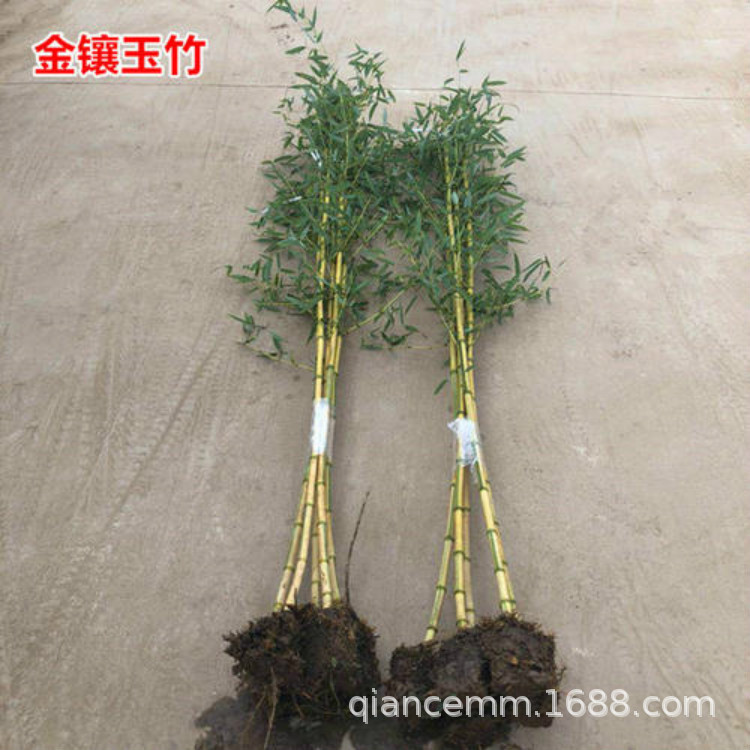 Bamboo Seedlings, Purple Bamboo Seedlings, Courtyard Bamboo, Green Bamboo Seedlings, Gold Inlaid Jade Bamboo Seedlings, Gold Bamboo Seedlings, Wall Greening Bamboo Seedlings