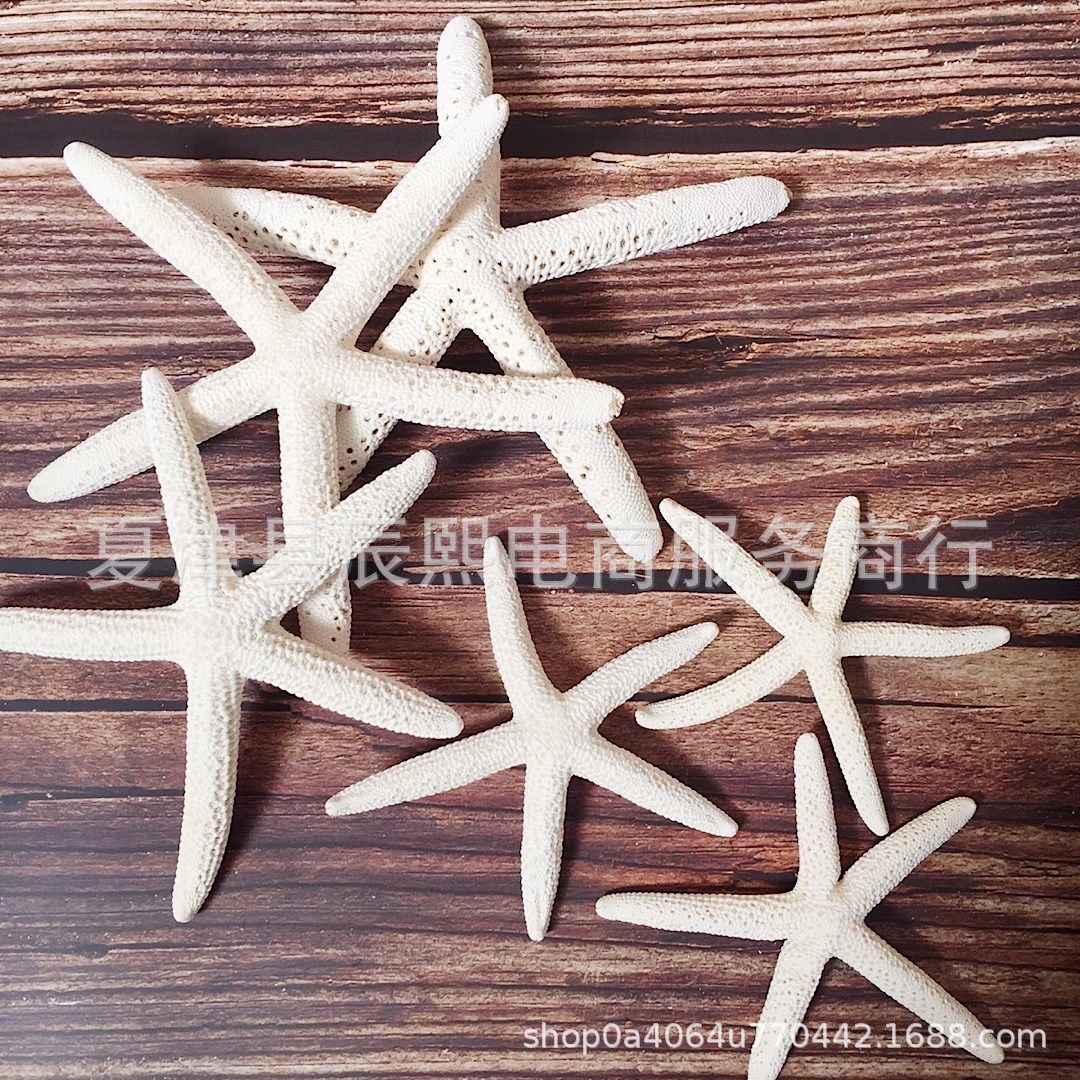 Natural Shell Conch Series Bread Five-Finger Starfish Large Starfish Specimen Home Collection Decoration Manufacturer Wholesale