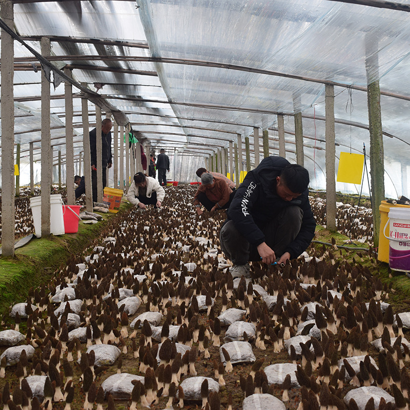 Morel Mushroom Seeds, Morel Mushroom Spawn, Easy to Grow, in Stock Wholesale, Quality Assurance, Premium Self-Grown