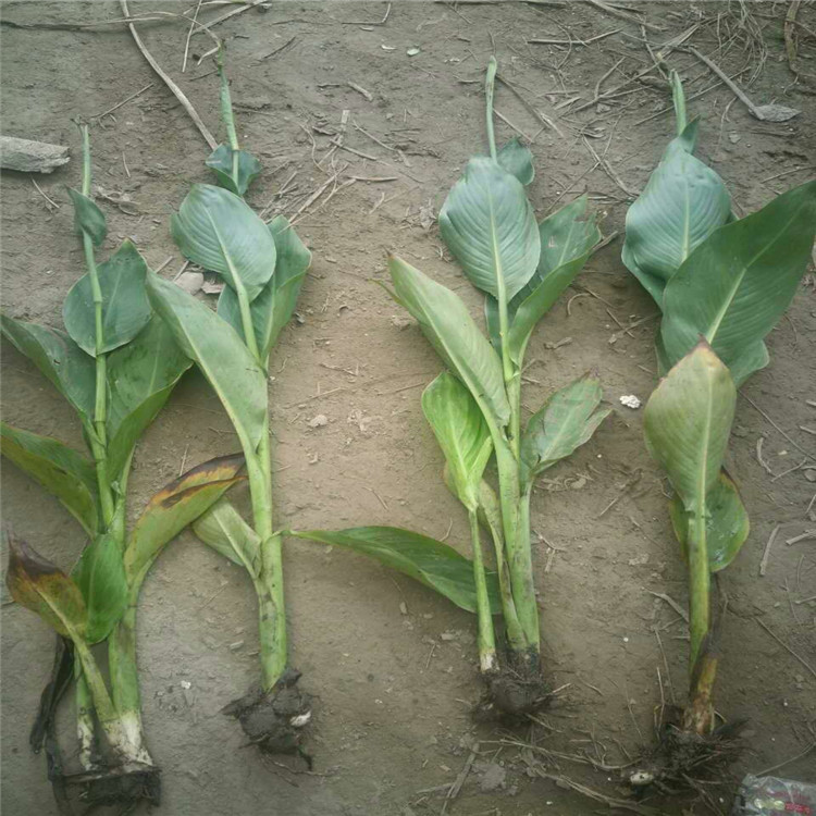 Aquatic Calla Lily Seedlings Wholesale in Large Quantities, Yellow and Pink Flower Pot Seedlings, Artificial Wetland River Aquatic Plants, Artificial Wetland