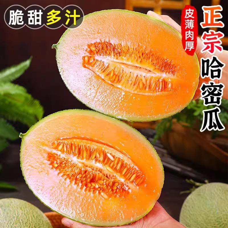 Канталупа Хайнань, свежеприготовленная дыня с сетчатым узором, аутентичная старая дыня, дыня медовая Сицзоу, сезонный фрукт