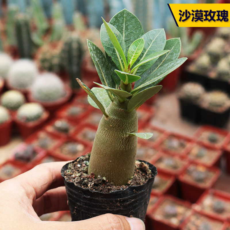 Desert Rose Seedlings Green Plant Potted with Buds Succulents Old Piles Indoor and Outdoor Green Plants Bonsai Desert Roses