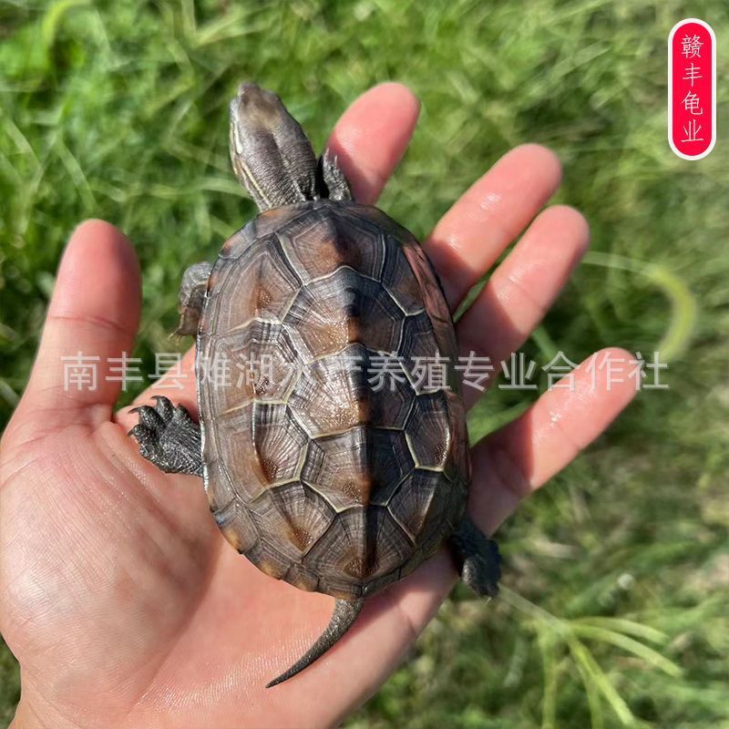 Tortoise wholesale Chinese turtle golden line turtle live release size tortoise seedlings live pet turtle Longevity Turtle