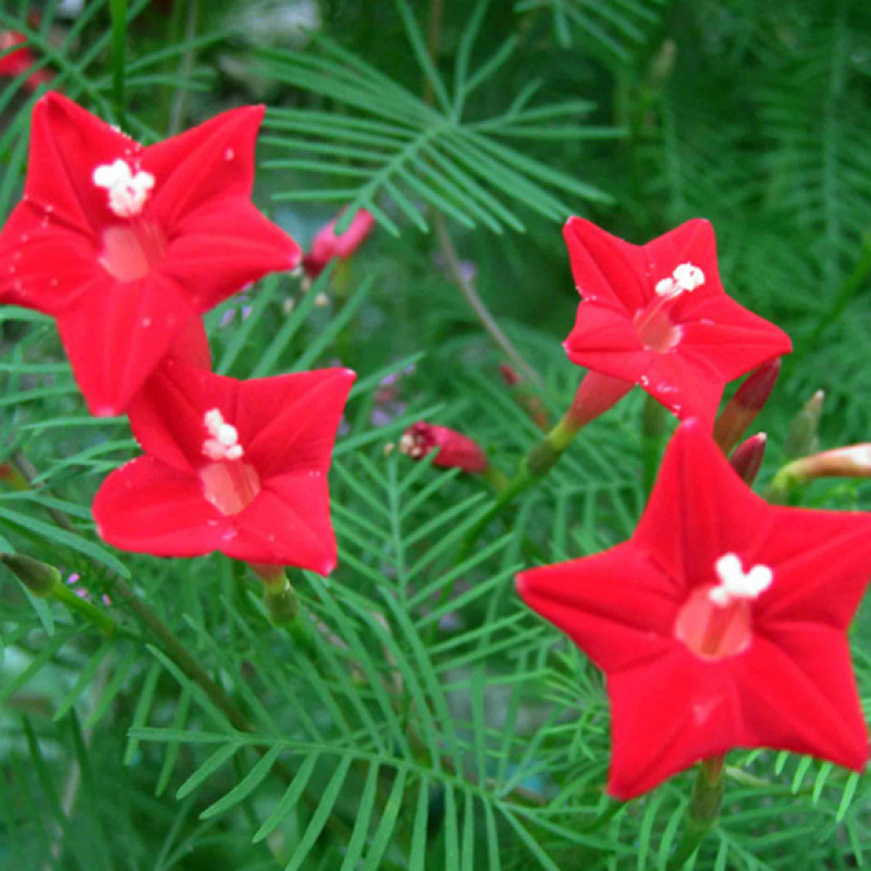 Trichosanthes laurel flower seed five-pointed star flower seed seed seed Trichosanthes laurel pine seed climbing seedling balcony potted four seasons easy to live