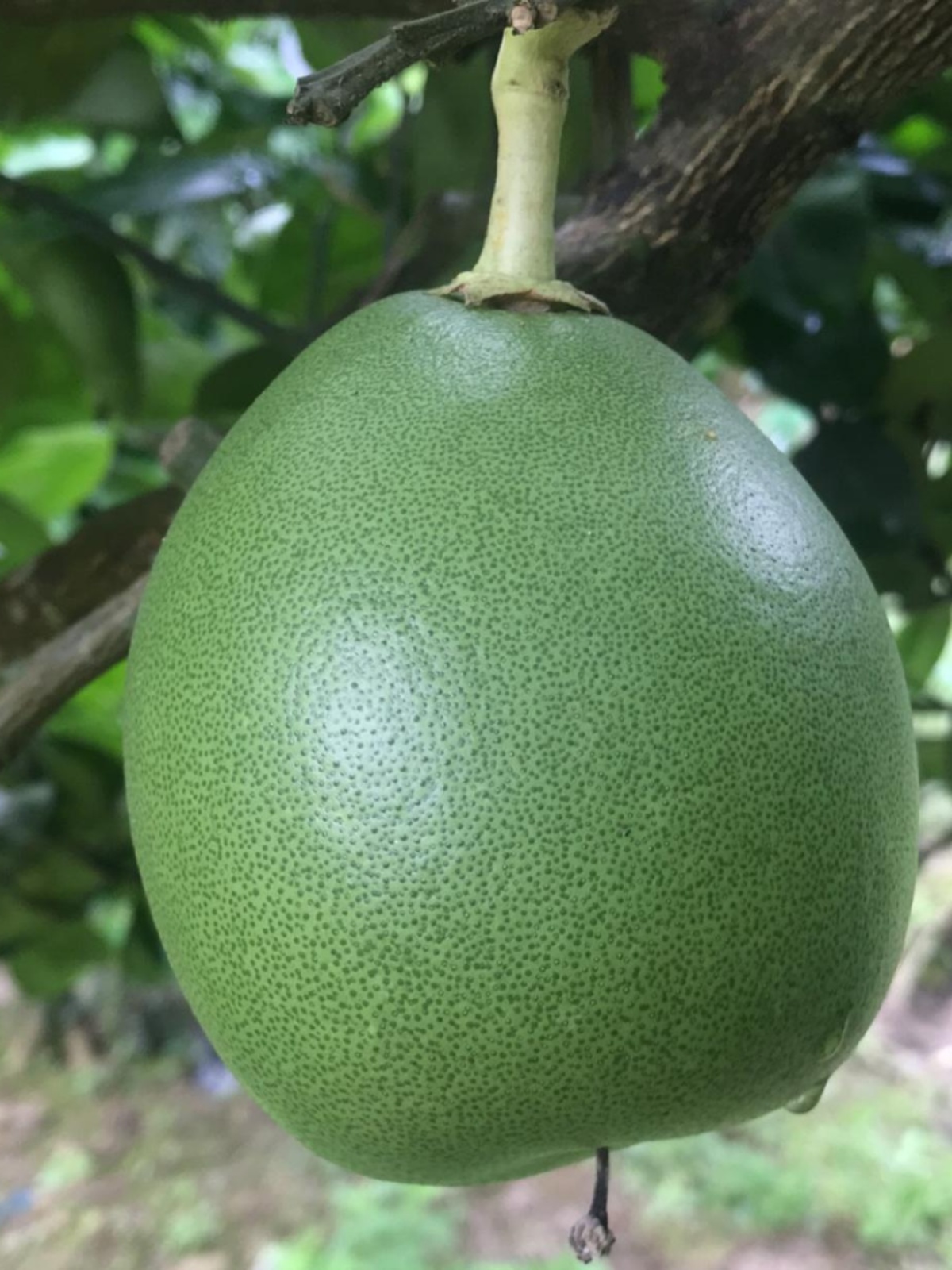 Свежая кожура грейпфрута для удаления формальдегида, толстая кожура, новая отделка дома, поглощение запаха нового автомобиля, дезодорация в холодильнике, сахарные маринованные грейпфруты, вареная вода