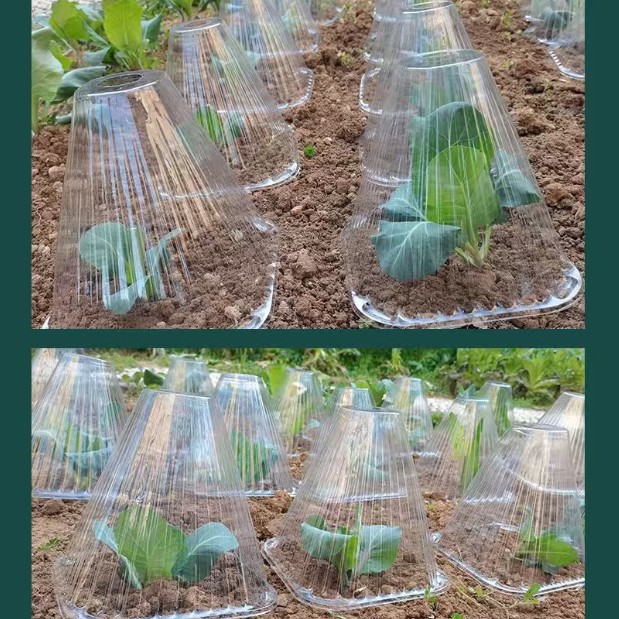 Reusable Transparent Thickened Seedling Protection Cover Bell Cover Greenhouse Vegetable Garden Bird Damage Prevention Insect Protection Upgrade