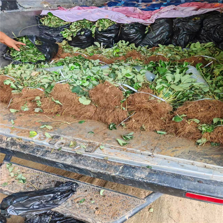 Miaoxiang No. 7 Strawberry Seedlings, Hard-Fruited Disease-Resistant and High-Yielding Strawberries, Miaoxiang Southern Varieties, Miaoxiang Strawberry Seedlings