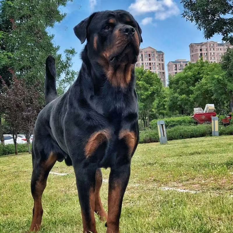 Purebred German Rottweiler Puppies, Bulldogs, Explosion-Proof Dogs, Large Dogs Wholesale, Police Dogs, Working Dogs, Dog Immunization and Deworming