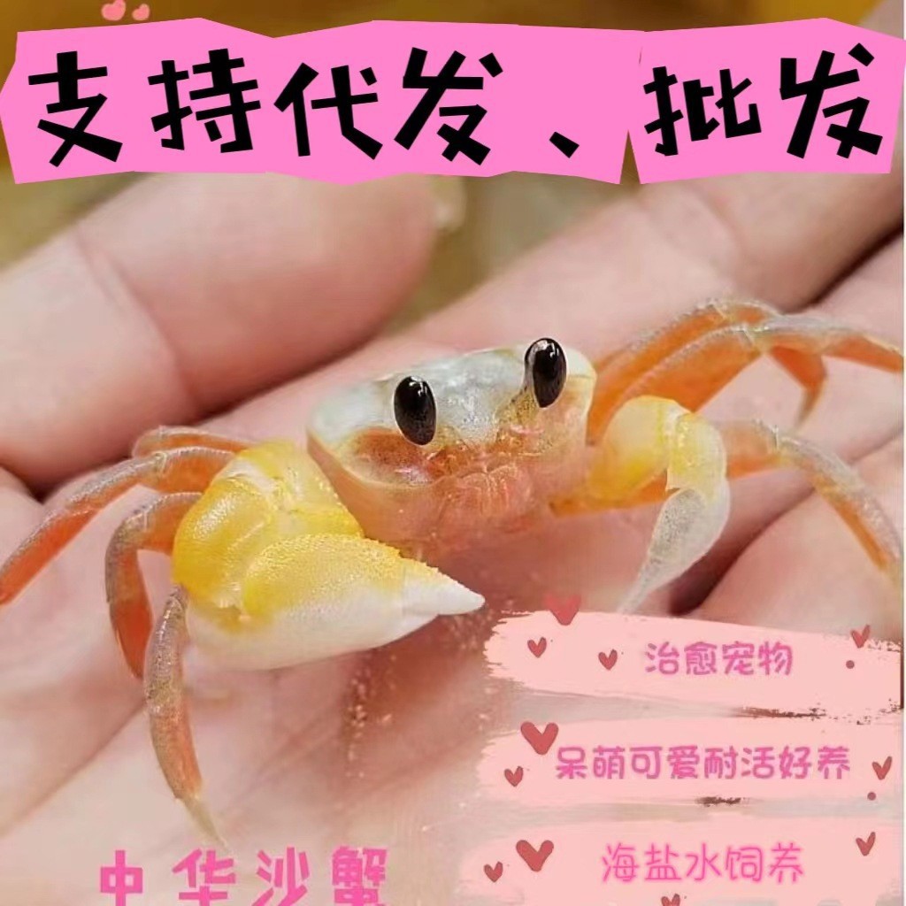 Китайский песчаный краб, краб с арбузом, декоративный краб, ленивый краб