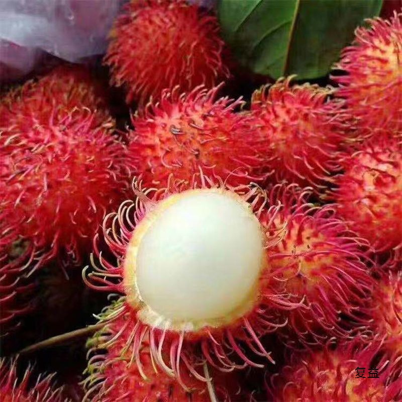 Rambutan Fruit Lychee Packed Tropical Seasonal Fresh Fruits Now Picked Wholesale Free Shipping Fresh Straight Hair