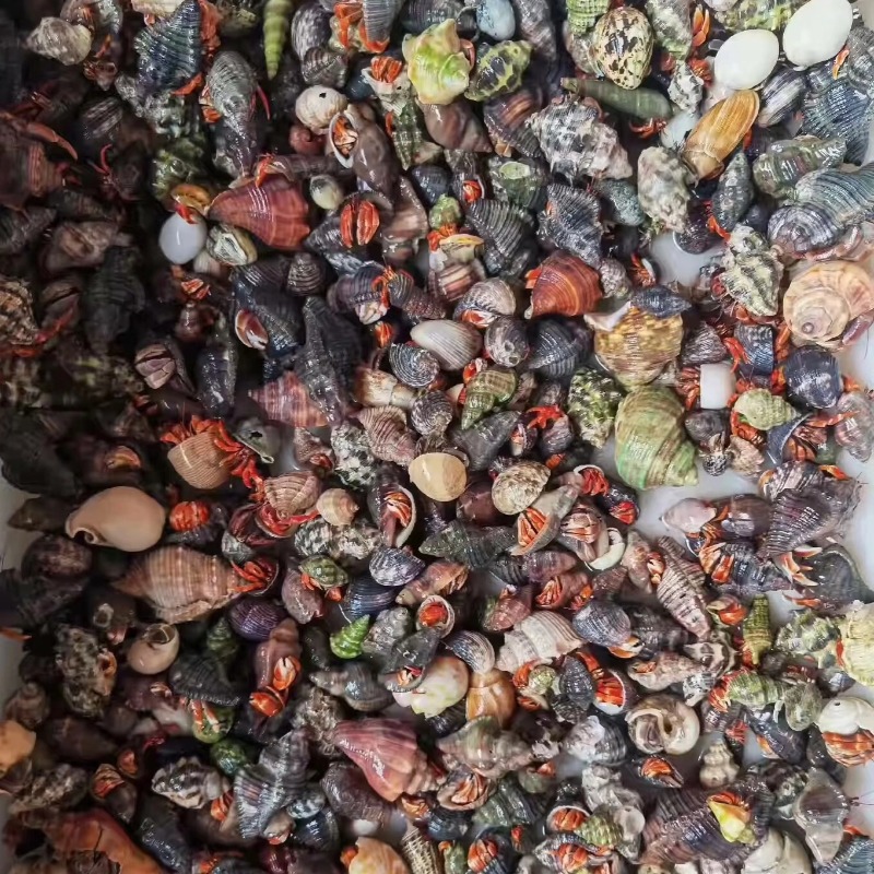 [stall hermit crab wholesale] hermit crab pet watch crab live pet