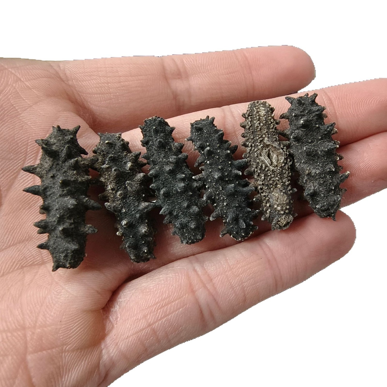 Source Wholesale Light Dried Sea Cucumber Special Price Small Sea Cucumber Dry Goods Liao Sea Cucumber Non-Ready-To-Eat Sea Cucumber Gift Box Live Broadcast on Behalf of