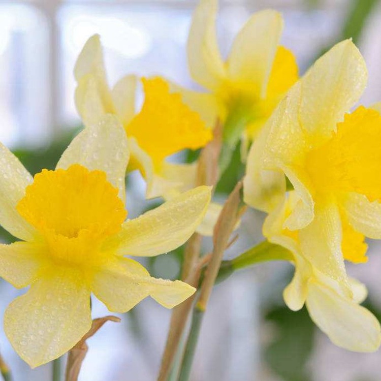 Narcissus Bulbs Hydroponic Potted Single-Petaled Double-Petaled Green Plants Narcissus Bulbs Soil Culture Hydroponic Flowering Narcissus of the Year