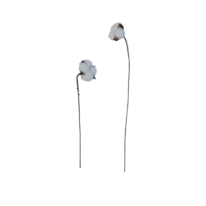White Single Iron Cotton Immortal Flower Natural Artificial 4025 Cotton Decoration DIY Cotton Dried Flower Wholesale