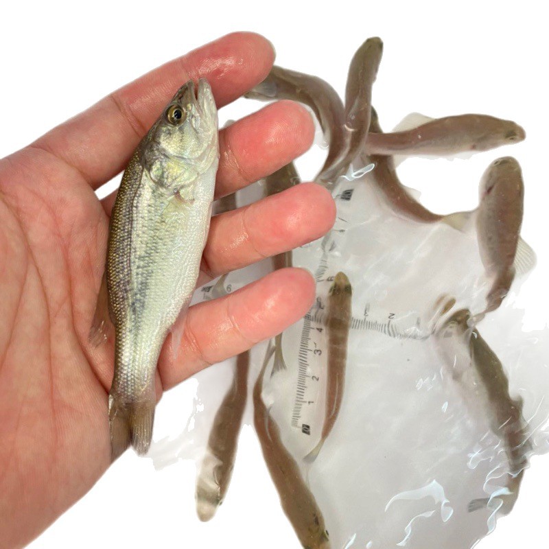 Freshwater Fish Fry Including Live Bass Fry, California Bass Fry, Cultured Lure Fry, Large-Mouth Black Bass Fry, and Edible Bass Fry