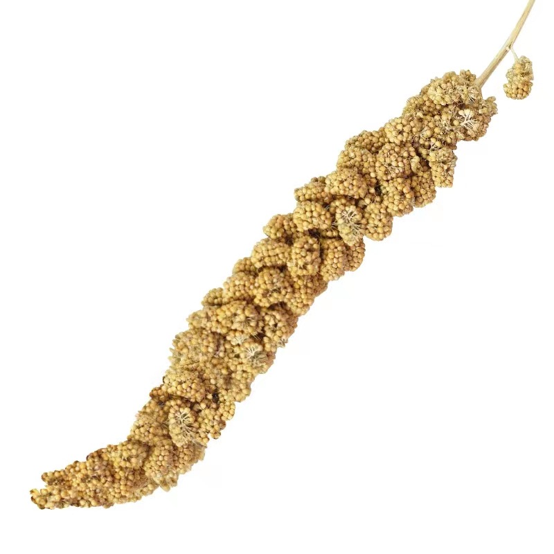 New Millet Parrot Snacks Yellow Millet Husk Yellow Millet Black Phoenix Tiger Skin Feed Bird Food Hamster Squirrel Food