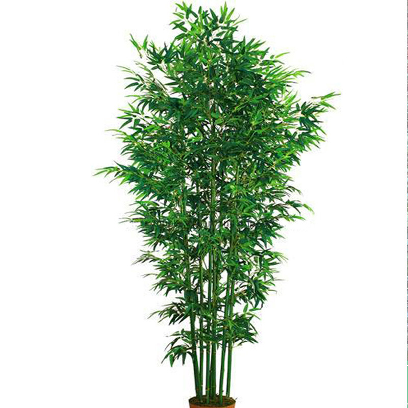 Bamboo Seedlings, Garden Plants, Purple Bamboo, Gold Inlaid Jade, Luohan Bamboo, Northern Cold-Resistant, Evergreen, Large-Scale Ground-Planted Green Bamboo Seedlings