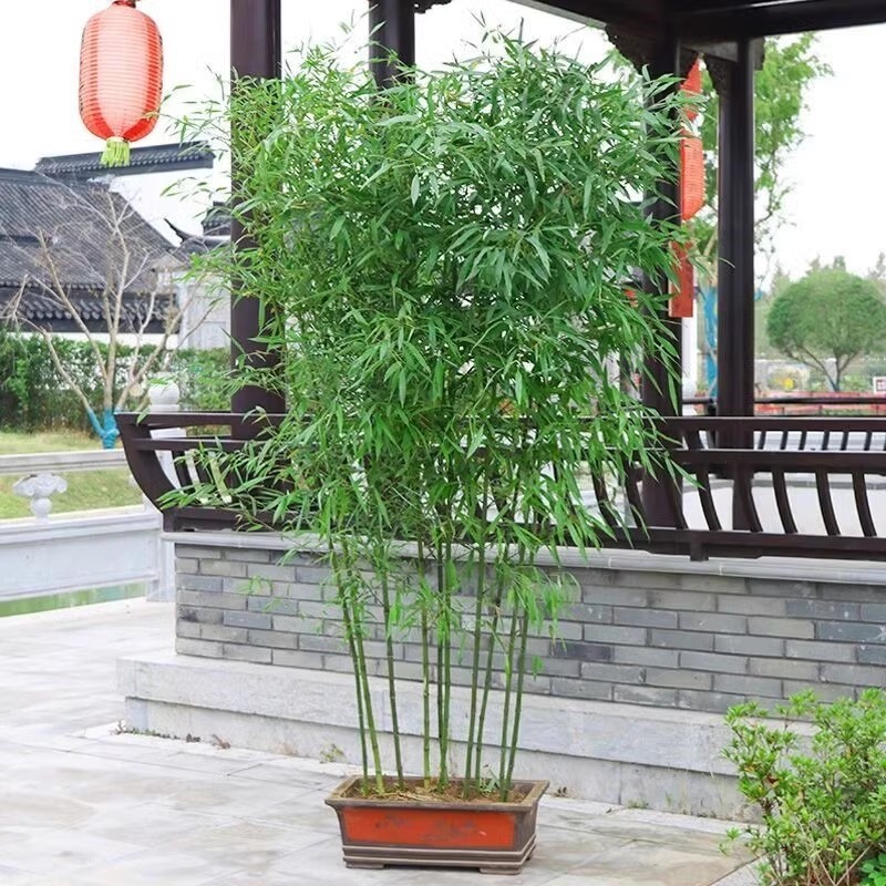 Горшечные саженцы бамбука, растения для живой изгороди двора, золотой инкрустированный нефритовый бамбук, зеленые ландшафтные саженцы, фиолетовые саженцы бамбука, оптовая продажа напрямую