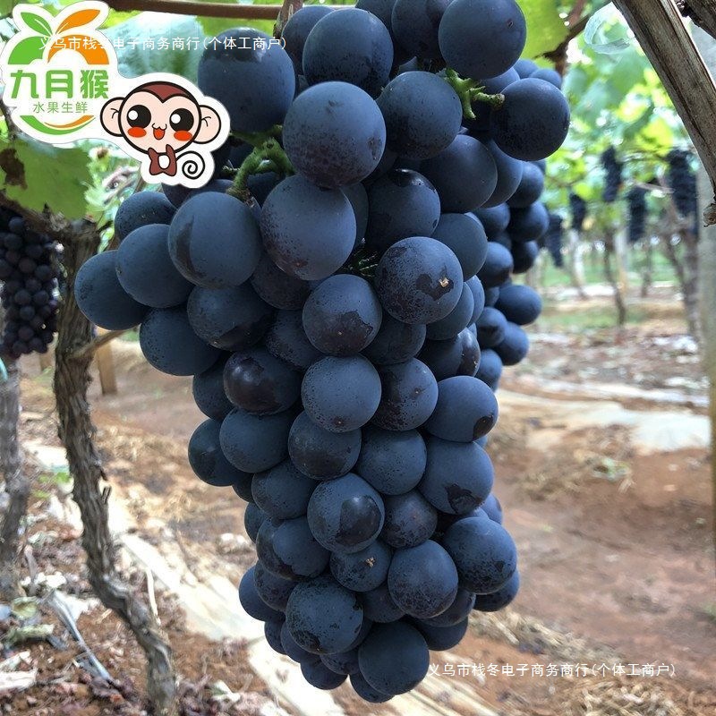 Yunnan Seedless Summer Black Grapes, Fresh Seasonal Seedless Black Grapes, Fruit for Pregnant Women, Whole Box of Black Currants, Green Food