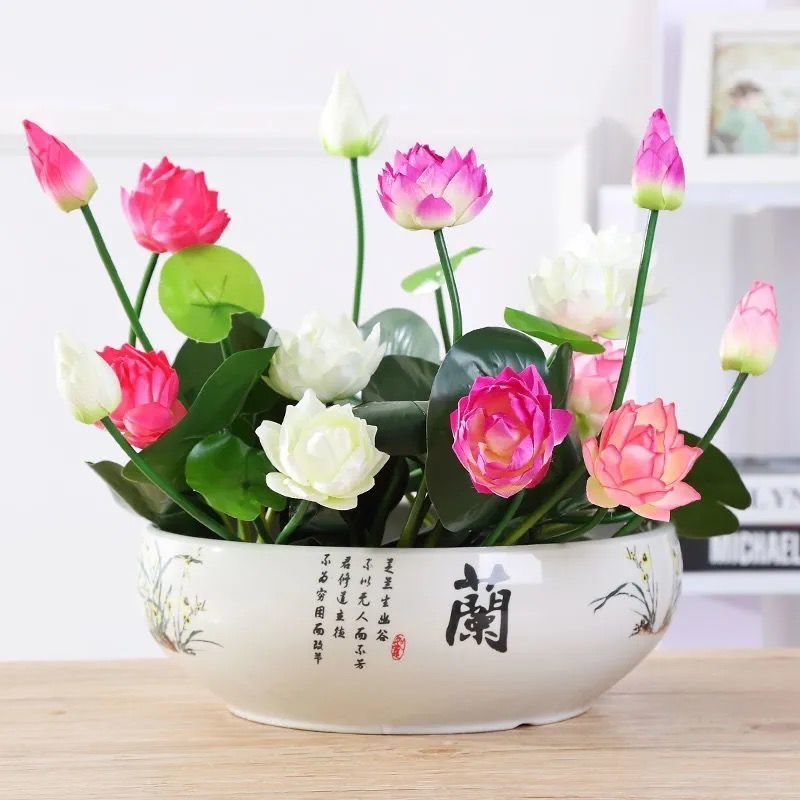 Four Seasons Sowing Bowl Lotus Seeds Have Been Opened Hydroponic Plants Water Lily Lotus Seeds Indoor Divided into Green Plants and Florals