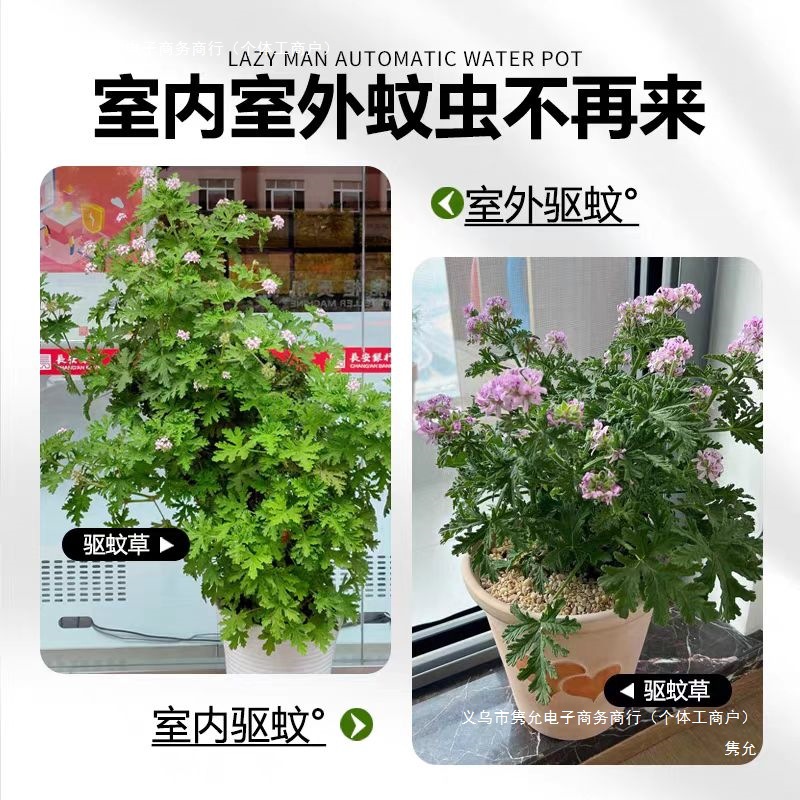 Mosquito Repellent Plants, Vanilla, Rosemary, Lemon Mint, Citronella Potted Indoor Mosquito Repellent Green Plants, Default Items