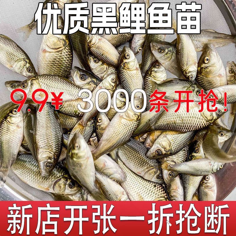 Живые карповые мальки, рисовые поля, съедобный черный карп, пресноводные мальки, мальки травяного карпа, мальки карася, упаковка живых