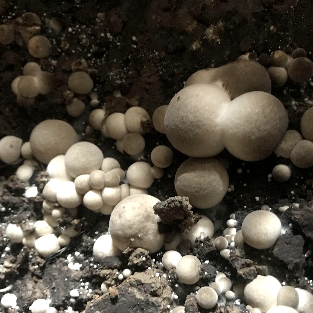 Grass Mushroom Spawn Seeds Are Supplied All Year Round, Producing Mushrooms Evenly. We Have Our Own Farms and Also Use Industrialized Edible Fungi Cultivation Indoors