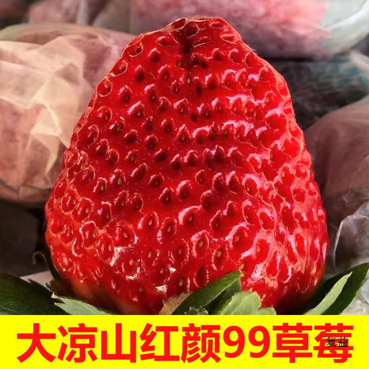 Freshly Picked Strawberries, Cream, Strawberry Beauty 99 Daliangshan Open-Air Strawberries, Black Gold, Free Shipping for Wholesale Use