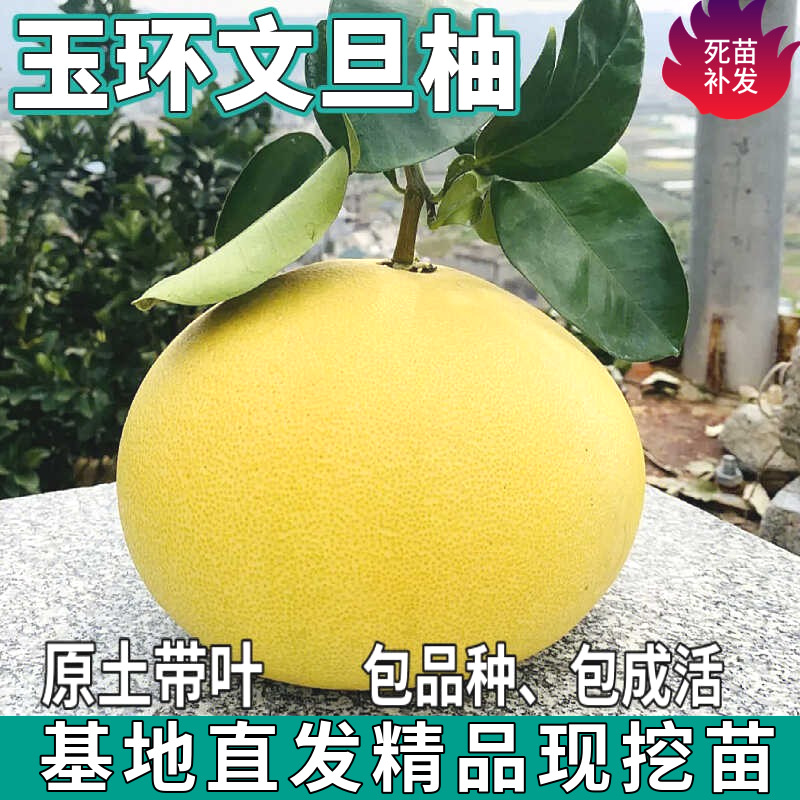 Дропшиппинг саженцев помело Yuhuan Wendean для посадки в северных и южных садах, крупные плодовые саженцы белосердечного помело