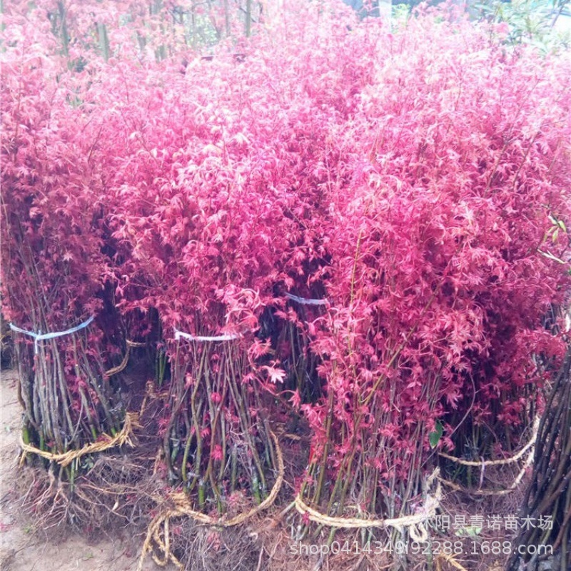 Japanese Red Maple Seedlings for Sale, Available in Various Varieties for All Seasons, Large Quantity Discounts