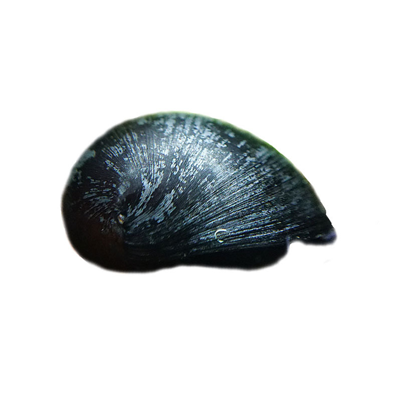 Imported Black Diamond Snail Ornamental Algae Removal Snail Aquarium Freshwater Tool Snail Large and Small Killer Abalone Snail Live Orange Rabbit