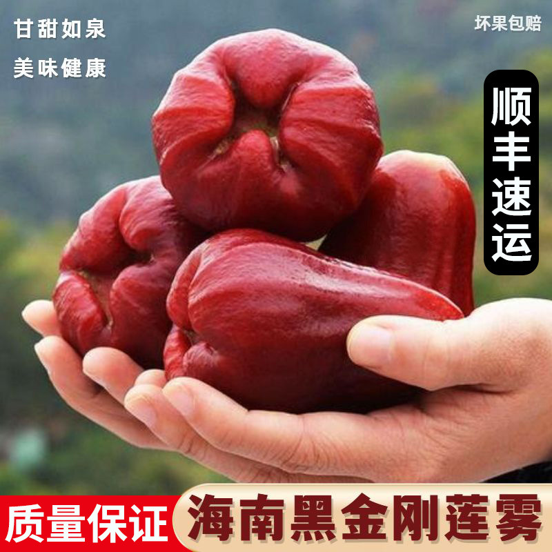 Sf Black Diamond Lotus Mist Fresh Tropical Fruit Whole Box Seasonal Extra Large Fairy Fruit Crispy Sweet Mist Lotus Pregnant Women Gift Box