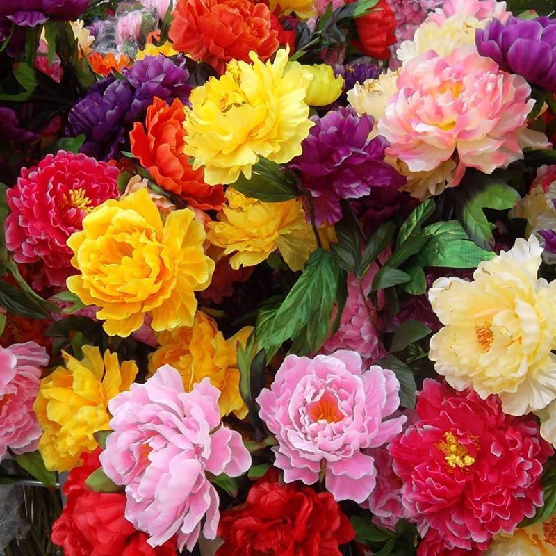 Double Peony Seeds, Peony Flower Seeds, Outdoor Potted Flower Plants, Balcony Courtyard, Cold-Resistant and Drought-Resistant