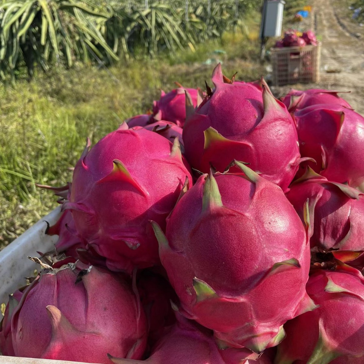 Jindu No. 1 Red Heart Pitaya Fresh Fruit 2.5kg Whole Box Large Fruit Seasonal Red Flesh Free Shipping Directly from Origin