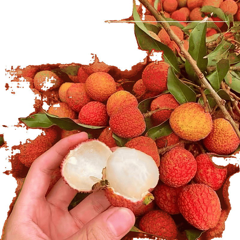 Fresh Lychees Picked from the Orchard, Quality Lychees, Feizi Xiaobaiyin, Sf Express