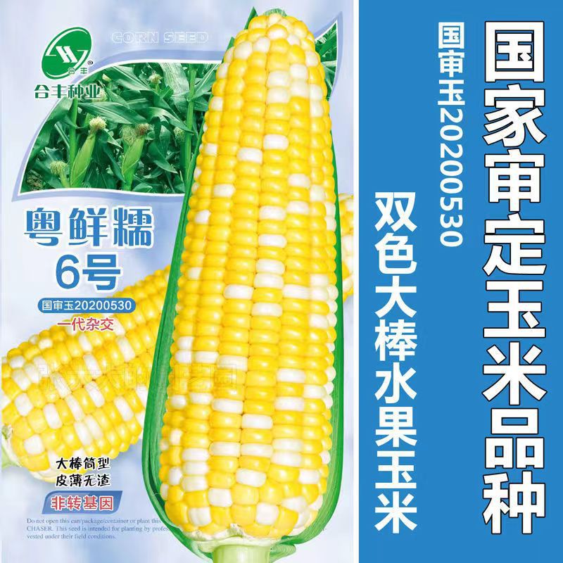 Гуандун свежие клейкие № 6 национально проверенные семена кукурузы сладкие и сочные двухцветные семена фруктовой кукурузы раннеспелые крупные семена кукурузы