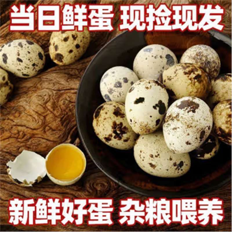 Fresh Quail Eggs and Grains Are Fed Now and Picked Up. 100 Nutritious and Delicate Poultry Eggs