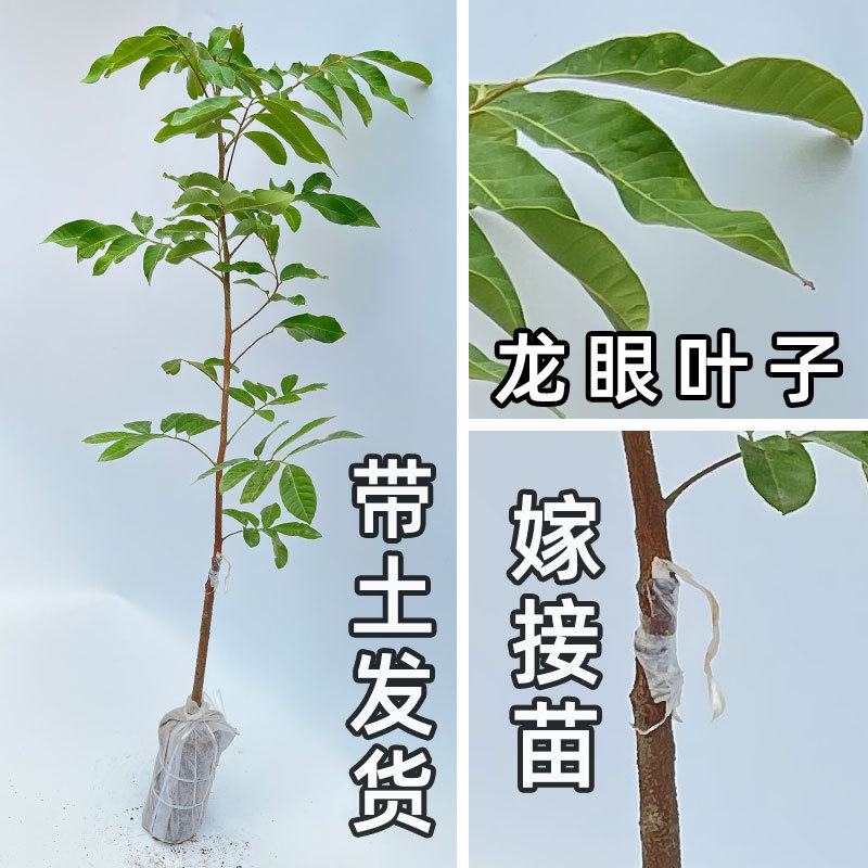 Longan Saplings Grafted Longan Seedlings Early Maturing Stone Centipede Four-Season Longan with Fruits and Soil Southern Fruit Saplings Courtyard