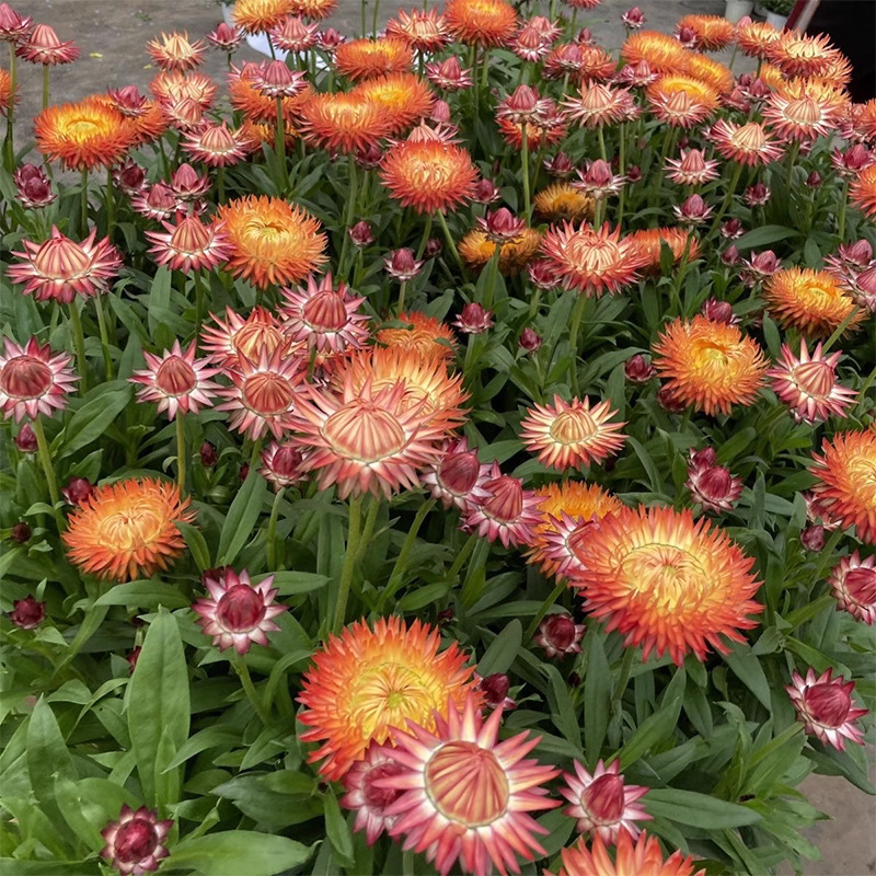 Wheat Straw Chrysanthemum Seeds, Dried Chrysanthemum Seeds, Landscape Greening Potted Plants, Balcony Gardening Cut Flower Viewing Flower Seeds