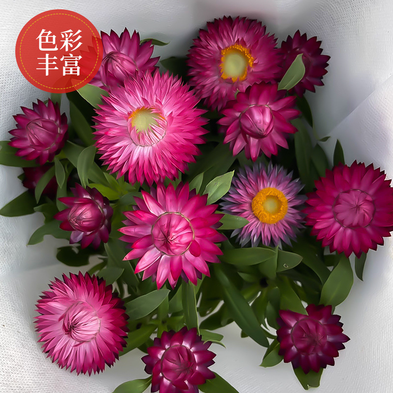 Wheat Straw Chrysanthemum Seeds, Dried Chrysanthemum Seeds, Landscape Greening Potted Plants, Balcony Gardening Cut Flower Viewing Flower Seeds