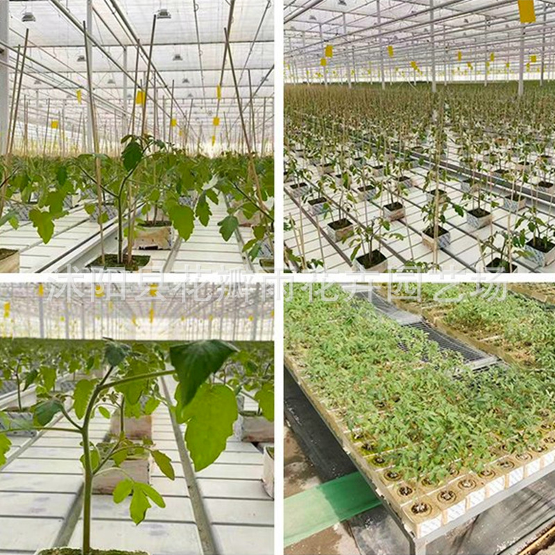 Imported agricultural soilless culture substrate seedling block modern agriculture hydroponics planting rock wool melon and fruit planting
