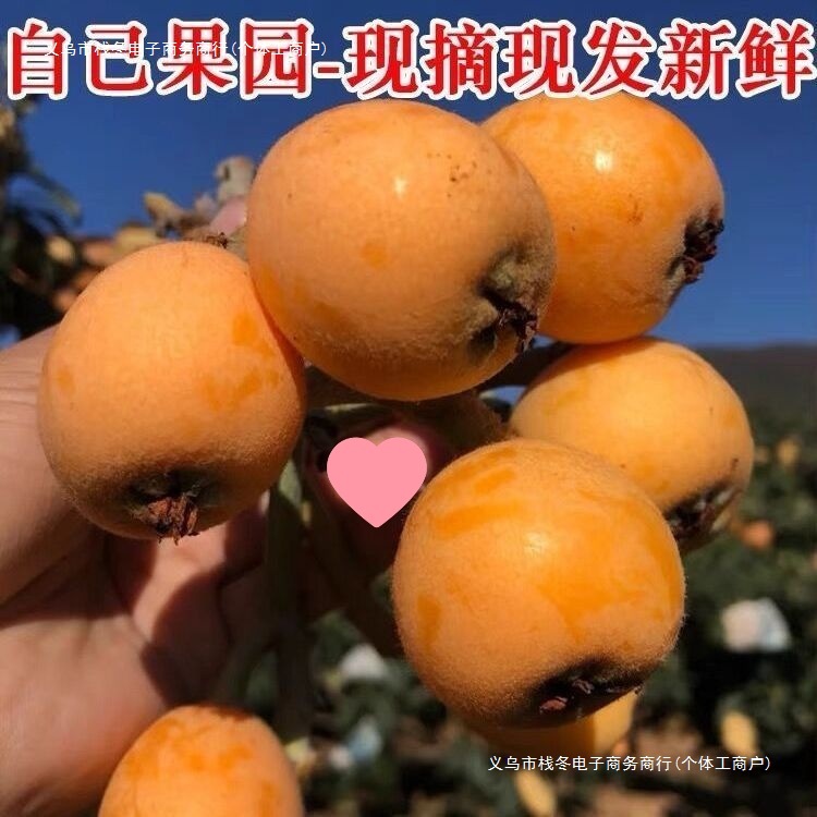 Fresh Seasonal Loquat Fruit from Sichuan High Mountains, Large Five-Star Sweet Loquats, Whole Box Wholesale