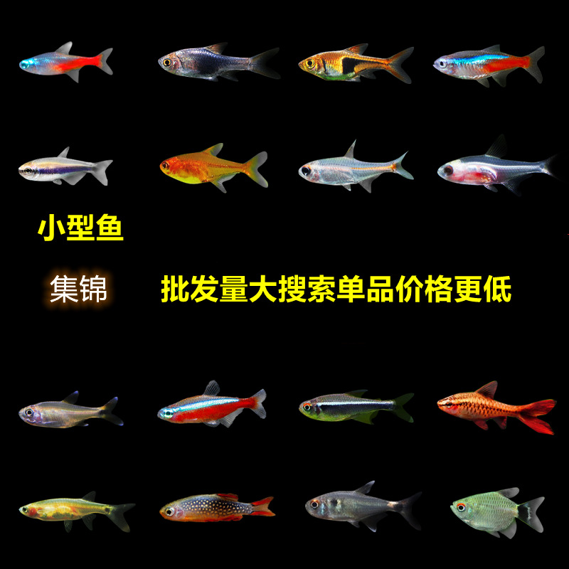 Ornamental Fish Fry, Red and Green Lotus Grass Tank, Schooling Freshwater Small Lampfish, Aquarium Pet Fish, Grass Tank Small Fish