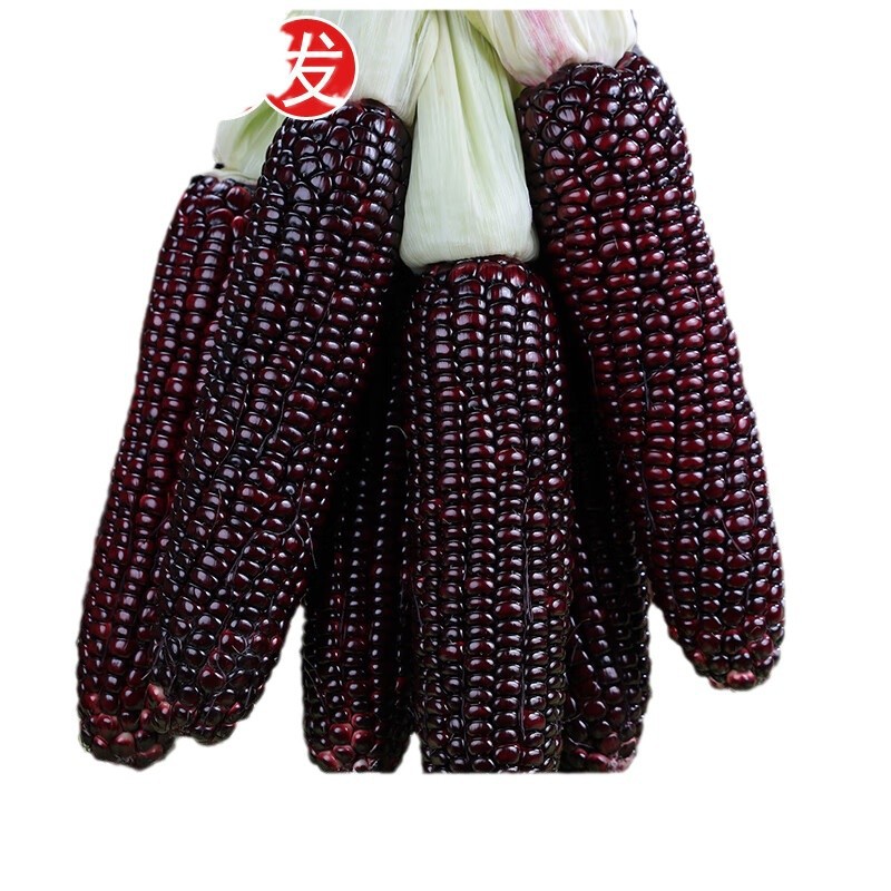 Fresh Black Glutinous Corn 5kg Freshly Picked Seasonal Whole Box of Black Sweet Glutinous Corn Tender Meal Replacement Corn Vegetable Free Shipping
