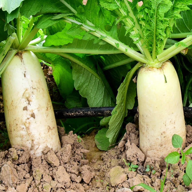 Manufacturer Wholesale 4.5kg Wang Dabai Radish Seeds Nanpanzhou Late Radish Seeds Autum Vegetable Rapeseed Seeds