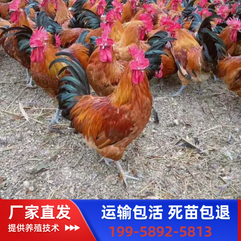 Однодневные цыплята красного яо, мужские, смешанные, черные яо, яйценосные местные цыплята, упаковка для транспортировки, вакцинация
