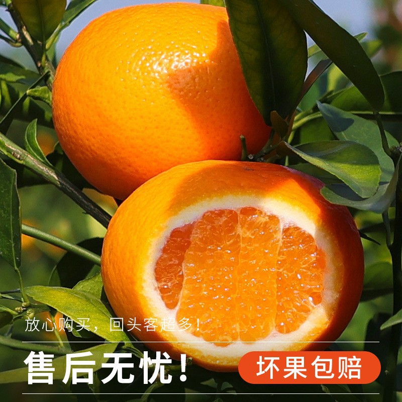 Fresh Seasonal Whole Box of Guangxi Wuming Wogan Fresh Fruit, 10 Pounds of Freshly Picked Sugar Orange Tangerines