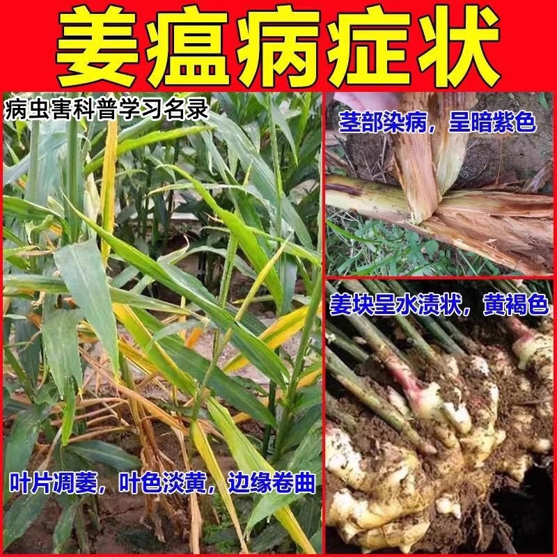 Фунгицид для имбиря от болезни имбиря, корневой гнили, зеленой мертвой болезни, гнили шейки, стеблевой гнили